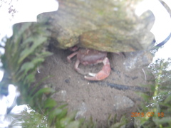 Geothelphusa dehaani