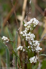 Eutrema edwardsii
