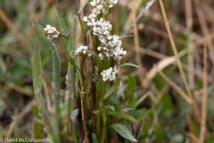 Eutrema edwardsii