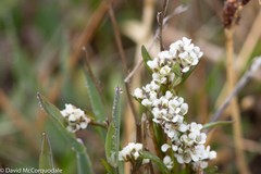 Eutrema edwardsii