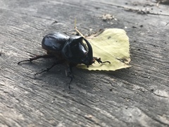 Oryctes nasicornis corniculatus