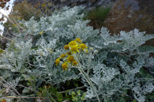 Jacobaea maritima