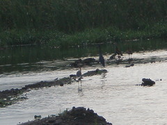 Egretta caerulea