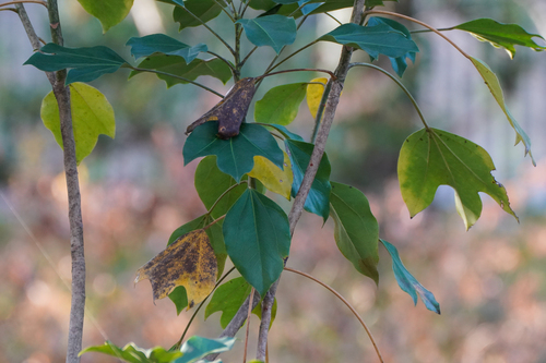 Image of Dendropanax trifidus by (c) WATANABE Hitoshi 渡辺仁, some rights reserved (CC BY)