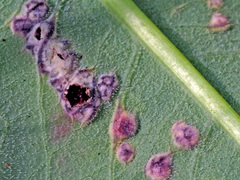 Microbotryum pustulatum