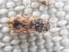 Synchita undata