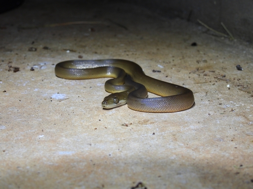 Water Python sighting