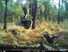 Meleagris gallopavo mexicana