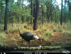 Meleagris gallopavo mexicana