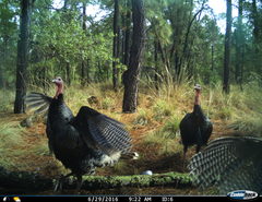 Meleagris gallopavo mexicana