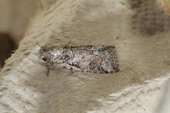 Bryophila vandalusiae