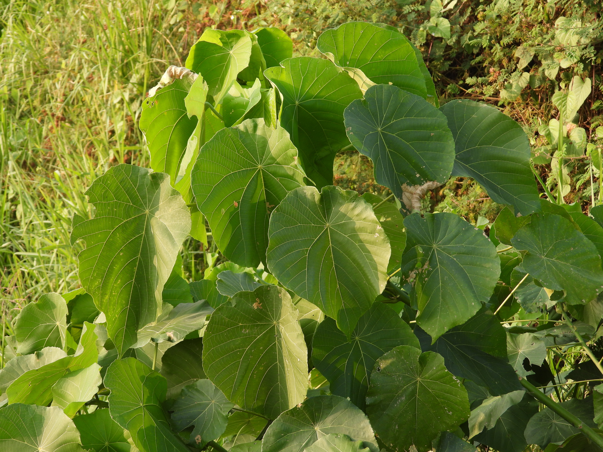 Macaranga tanarius