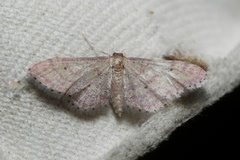 Idaea infirmaria