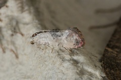 Neocochylis hybridella