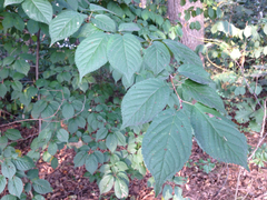 Angiospermae