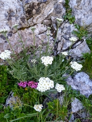 Achillea clavennae