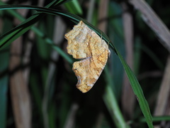 Polygonia c-aureum lunulata