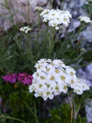 Achillea clavennae