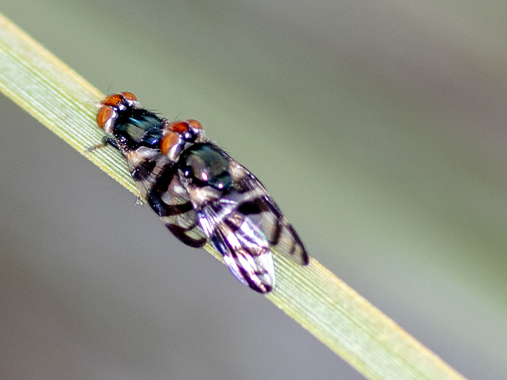 Lenophila achilles