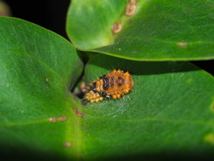 Eterusia aedea formosana