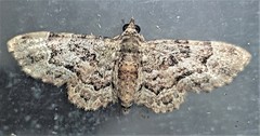 Gymnoscelis lophopus