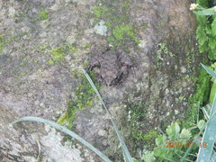 Glandirana rugosa