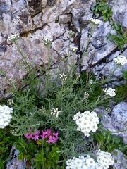 Achillea clavennae