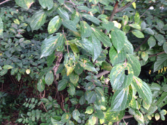 Angiospermae