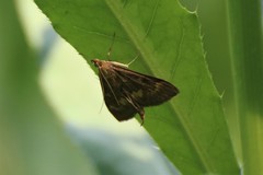 Ostrinia