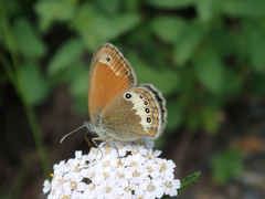 Coenonympha gardetta darwiniana