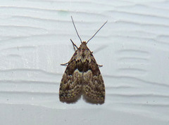 Hypenodes franclemonti