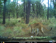 Puma concolor couguar