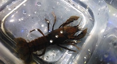 Fallicambarus houstonensis