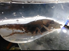 Fallicambarus houstonensis