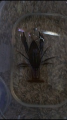 Fallicambarus houstonensis