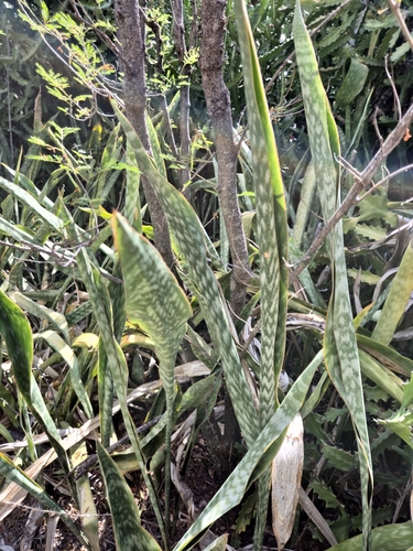Image of Sansevieria trifasciata by no rights reserved