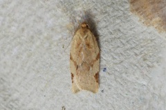 Paramesia gnomana