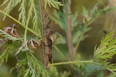 Epacromius pulverulentus