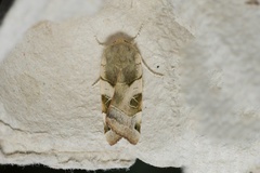 Noctua fimbriata