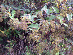 Angiospermae