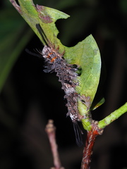 Lymantria mathura subpallida