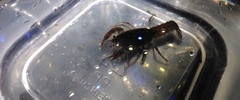 Fallicambarus houstonensis