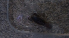 Fallicambarus houstonensis