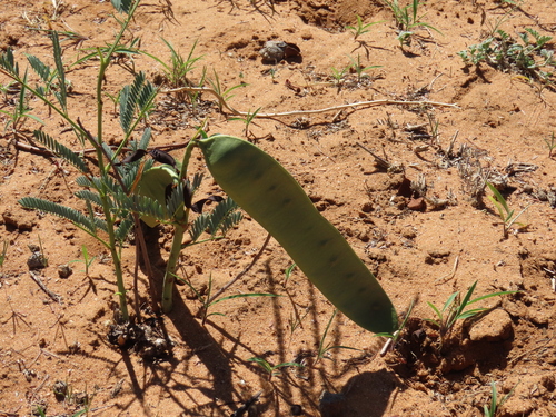 Image of Entada elephantina by no rights reserved