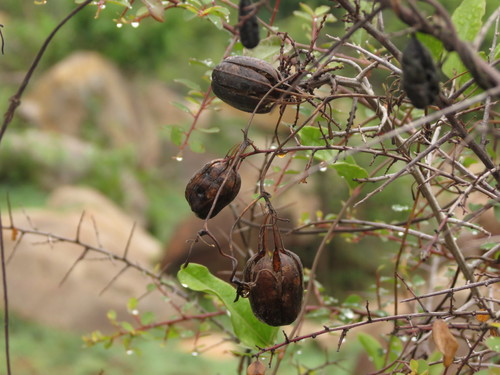 Image of Aristolochia indica by no rights reserved