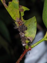 Lymantria mathura subpallida