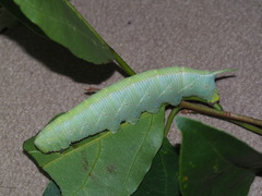 Polyptychus chinensis