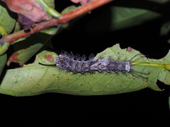 Lymantria mathura subpallida