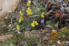 Draba corymbosa