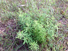 Angiospermae